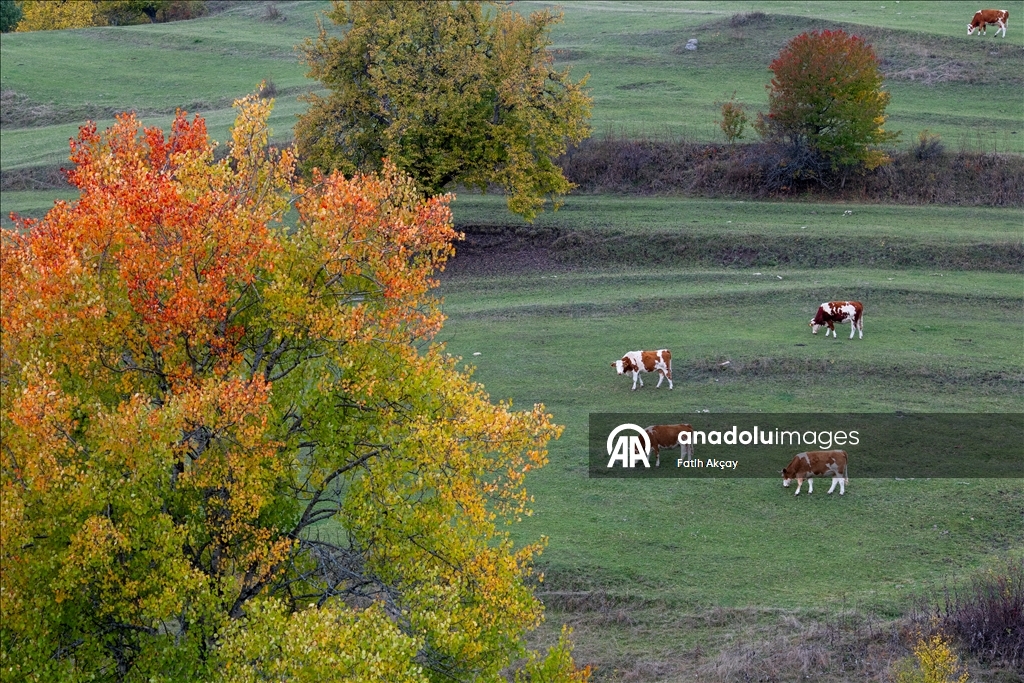 Karadeniz yaylalarında sonbahar renkleri hakim oldu