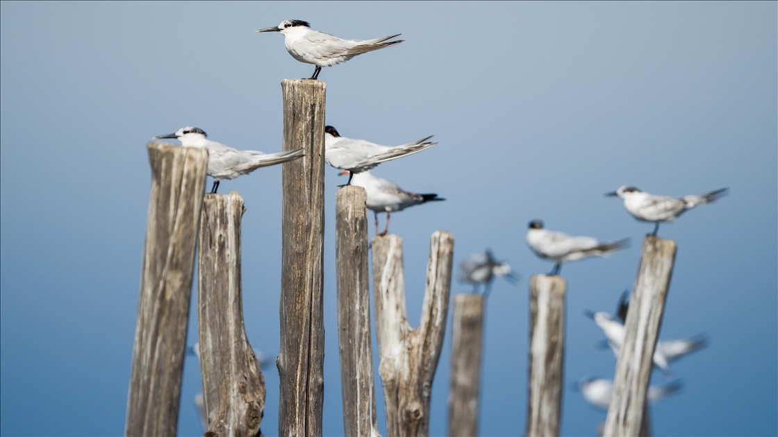 Sumrular, Kocaçay Deltası’nda mola veriyor