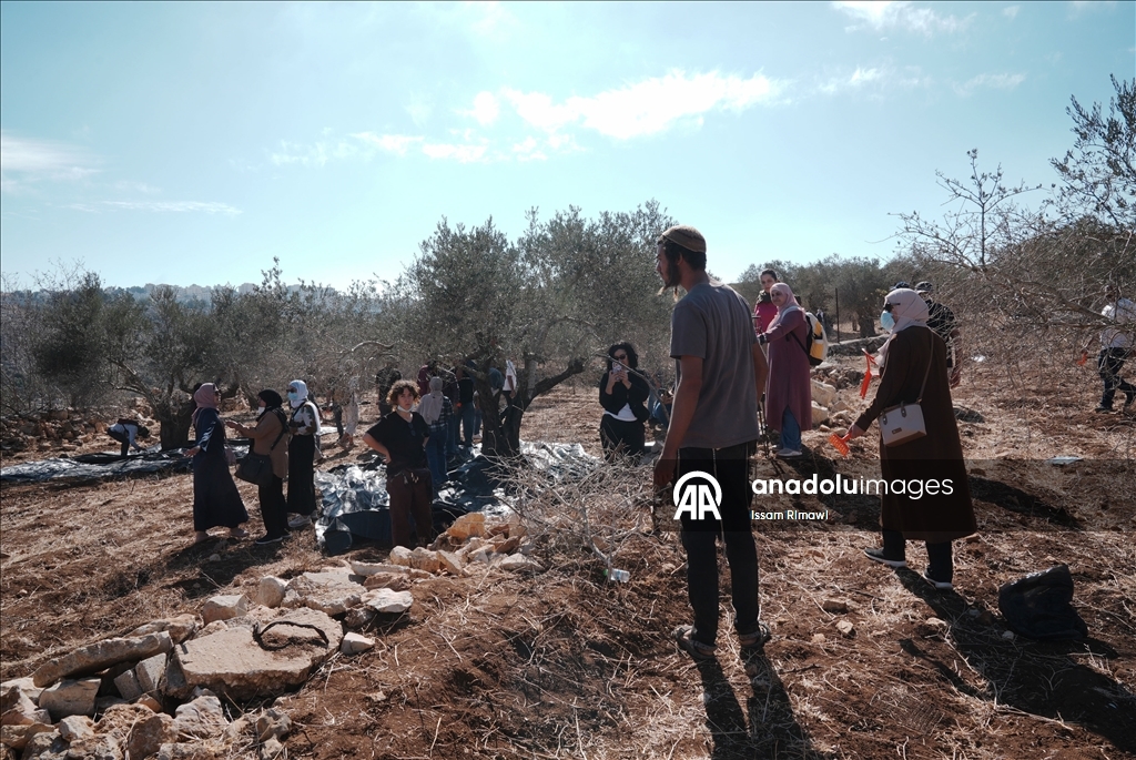 الضفة.. مستوطنون إسرائيليون يعيقون عمل قاطفي الزيتون في رام الله