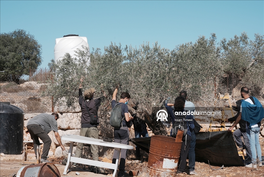 Filistin topraklarını gasbeden İsraillilerin Batı Şeria'da zeytin hasadı yapan çiftçilere yönelik saldırıları