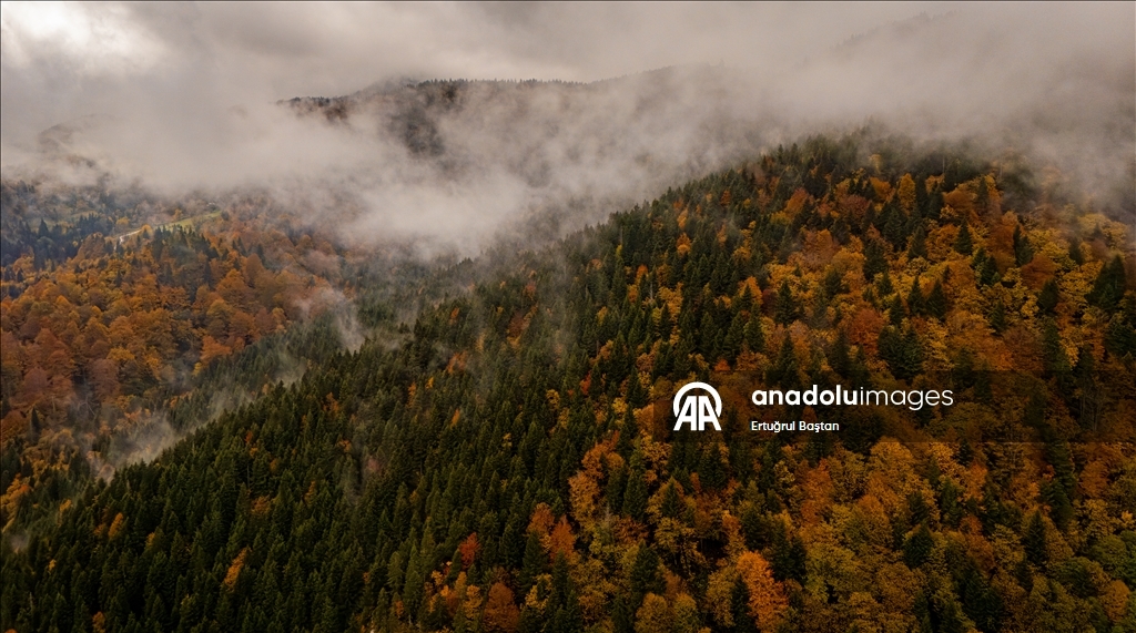 Осеннее великолепие лесов Тоньи в Трабзоне с высоты птичьего полёта
