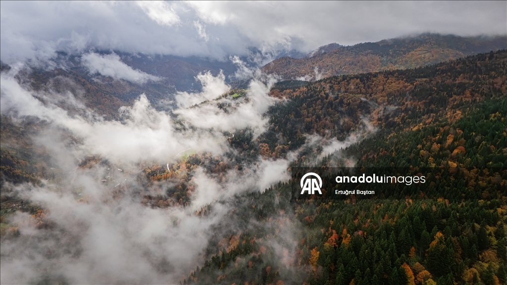 Осеннее великолепие лесов Тоньи в Трабзоне с высоты птичьего полёта