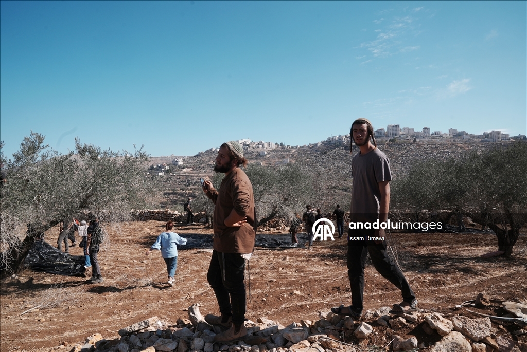 Filistin topraklarını gasbeden İsraillilerin Batı Şeria'da zeytin hasadı yapan çiftçilere yönelik saldırıları