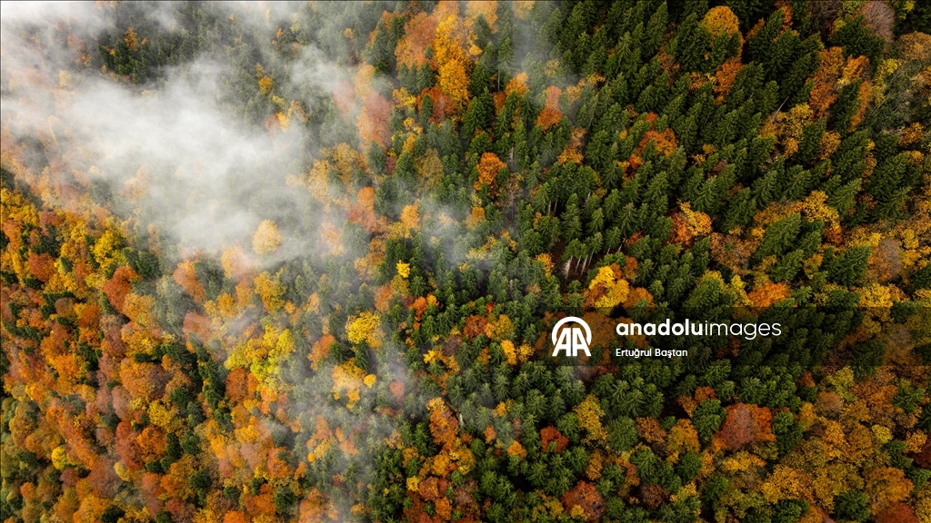 Осеннее великолепие лесов Тоньи в Трабзоне с высоты птичьего полёта