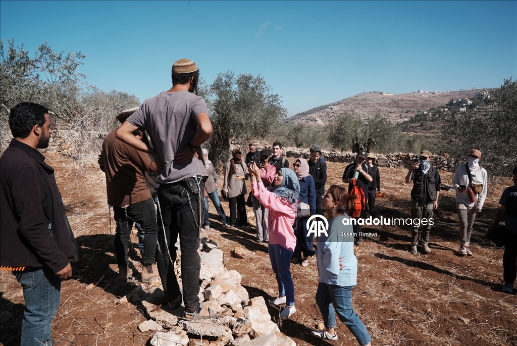 Filistin topraklarını gasbeden İsraillilerin Batı Şeria'da zeytin hasadı yapan çiftçilere yönelik saldırıları