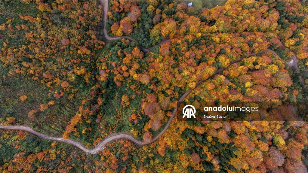 Осеннее великолепие лесов Тоньи в Трабзоне с высоты птичьего полёта