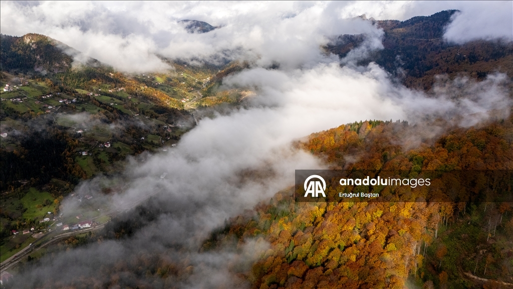 Осеннее великолепие лесов Тоньи в Трабзоне с высоты птичьего полёта