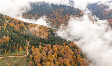 Осеннее великолепие лесов Тоньи в Трабзоне с высоты птичьего полёта
