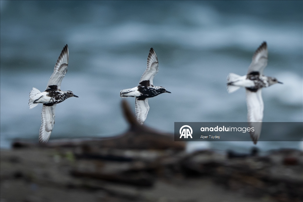 Перелетные птицы остановились в дельте Коджачай