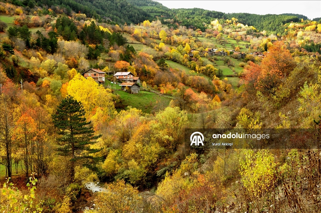 Осень в лесах Кастамону