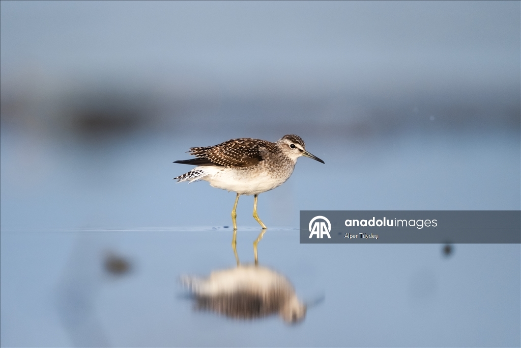 Перелетные птицы остановились в дельте Коджачай