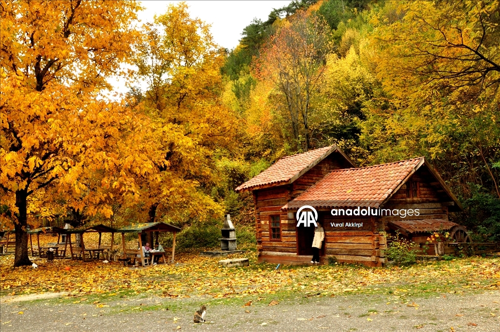 Осень в лесах Кастамону