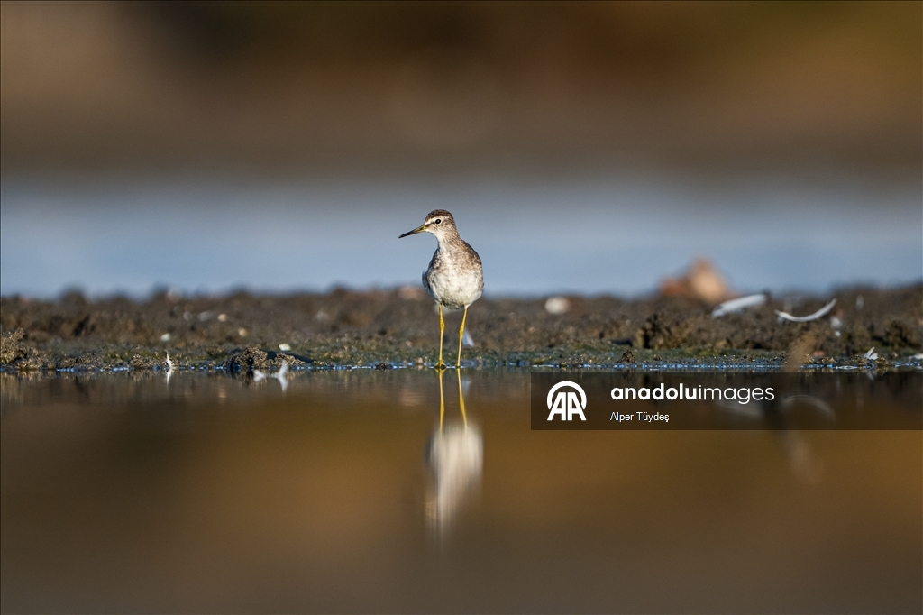 Перелетные птицы остановились в дельте Коджачай