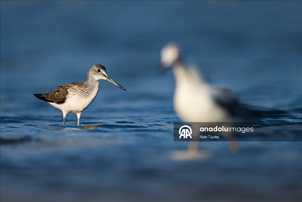 Перелетные птицы остановились в дельте Коджачай