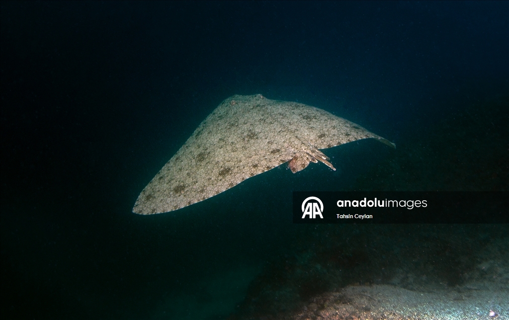 Голубые глубины Чешме привлекают дайверов