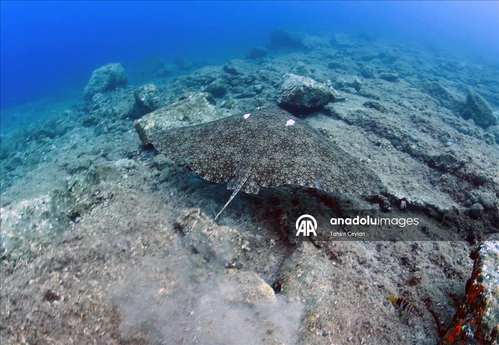 Голубые глубины Чешме привлекают дайверов