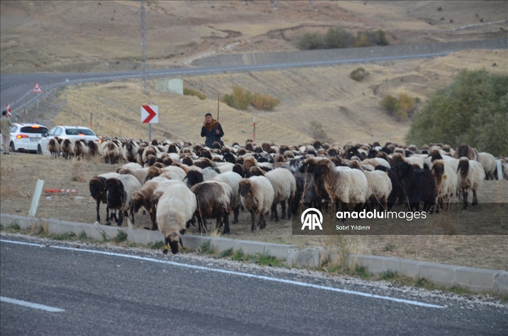 Dagêra koçeran a ji zozanan dewam dike