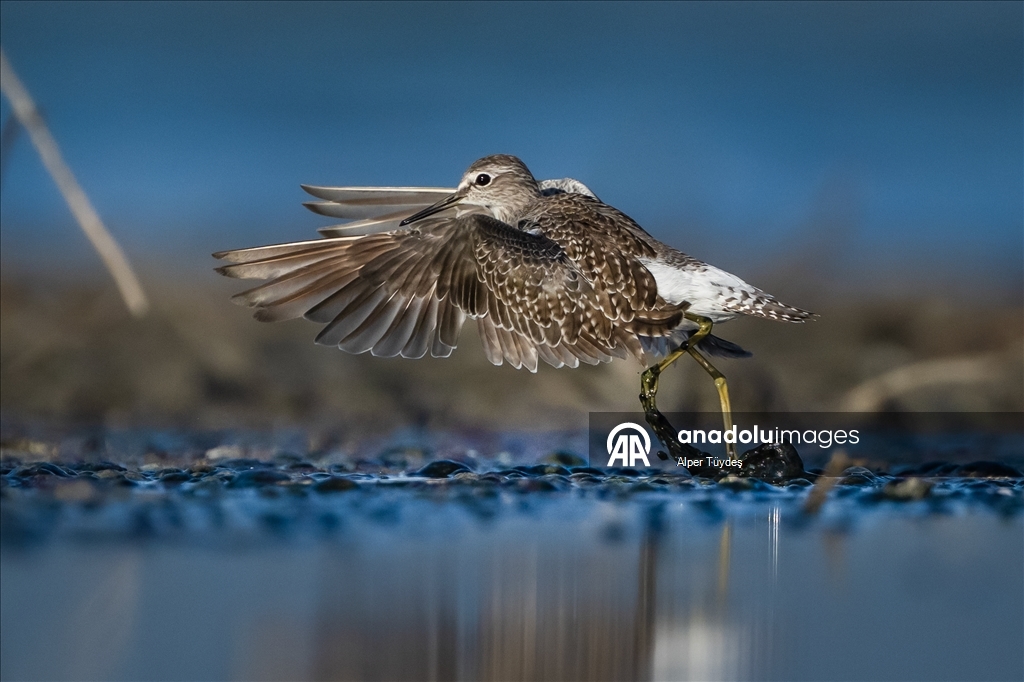Перелетные птицы остановились в дельте Коджачай