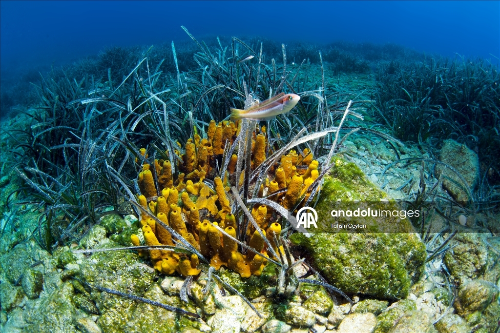 Голубые глубины Чешме привлекают дайверов