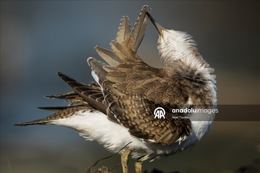 Перелетные птицы остановились в дельте Коджачай