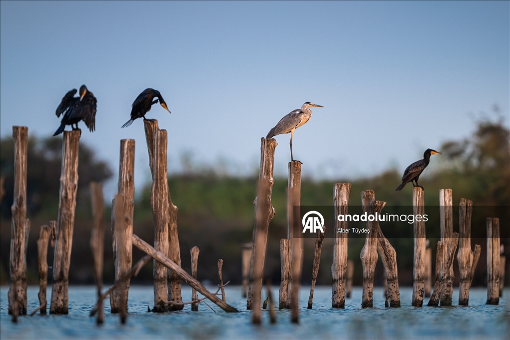 Перелетные птицы остановились в дельте Коджачай