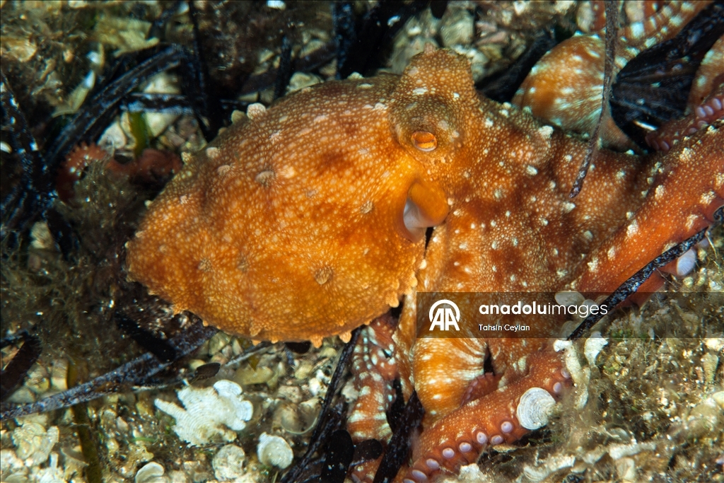 Голубые глубины Чешме привлекают дайверов