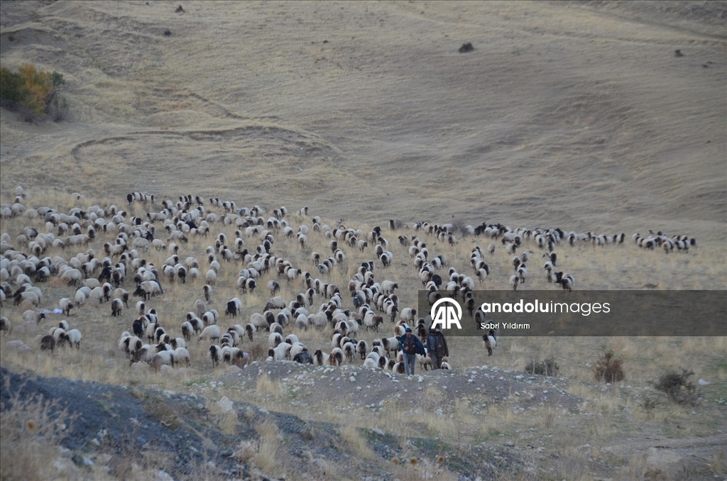 Göçerlerin yaylalardan dönüş yolculuğu sürüyor