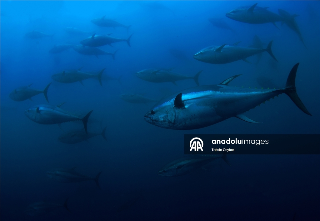 Голубые глубины Чешме привлекают дайверов