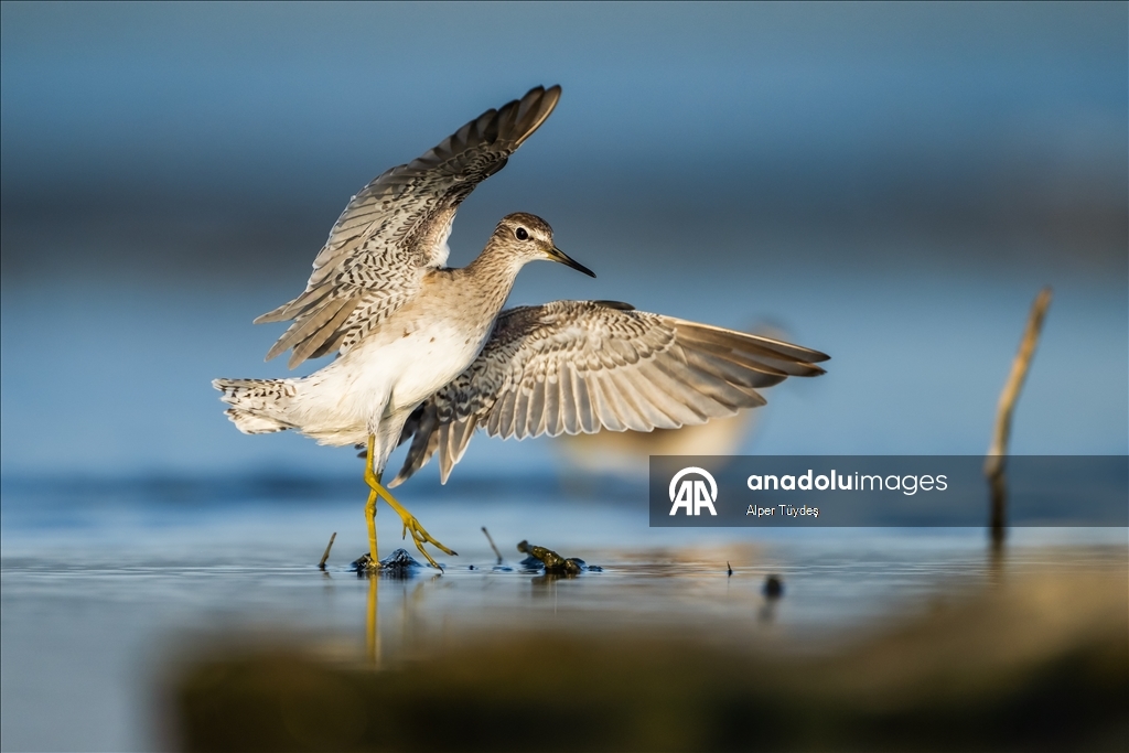 Перелетные птицы остановились в дельте Коджачай