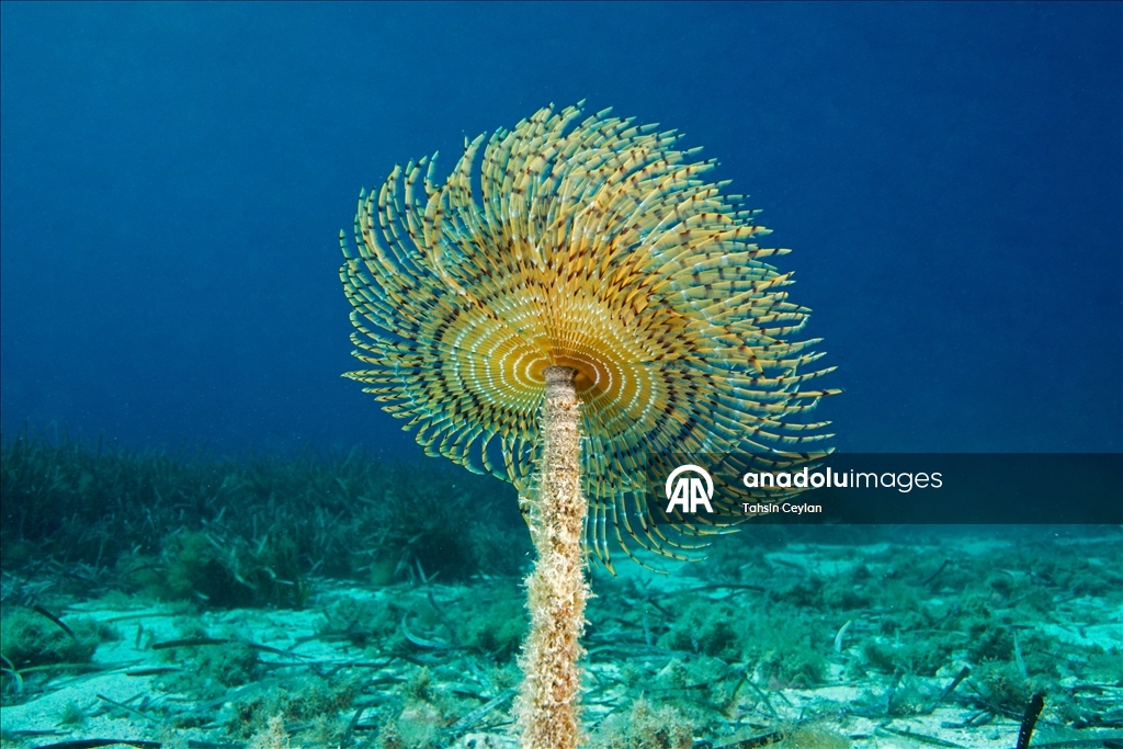 Голубые глубины Чешме привлекают дайверов