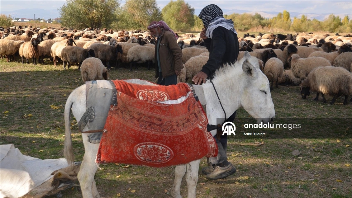 Göçerlerin yaylalardan dönüş yolculuğu sürüyor