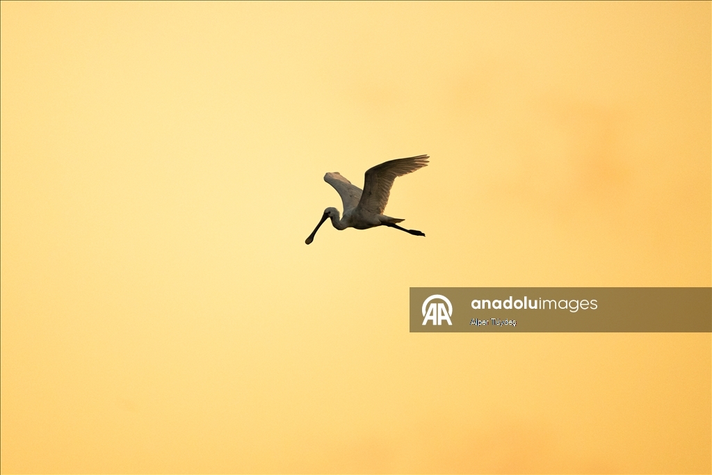 Перелетные птицы остановились в дельте Коджачай