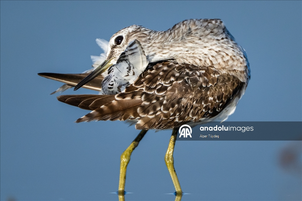Перелетные птицы остановились в дельте Коджачай