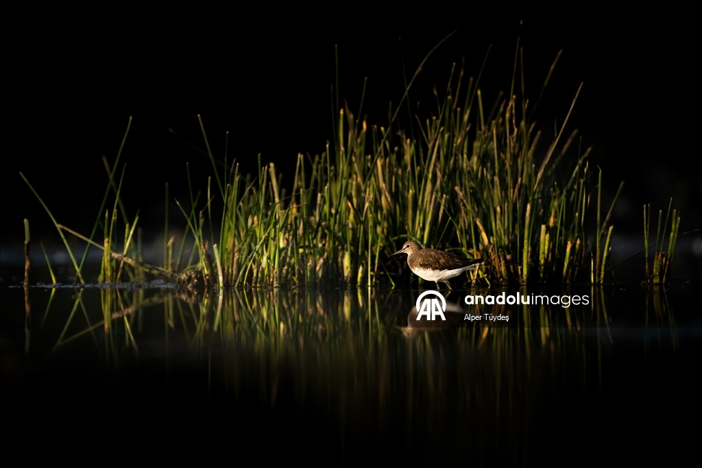 Перелетные птицы остановились в дельте Коджачай