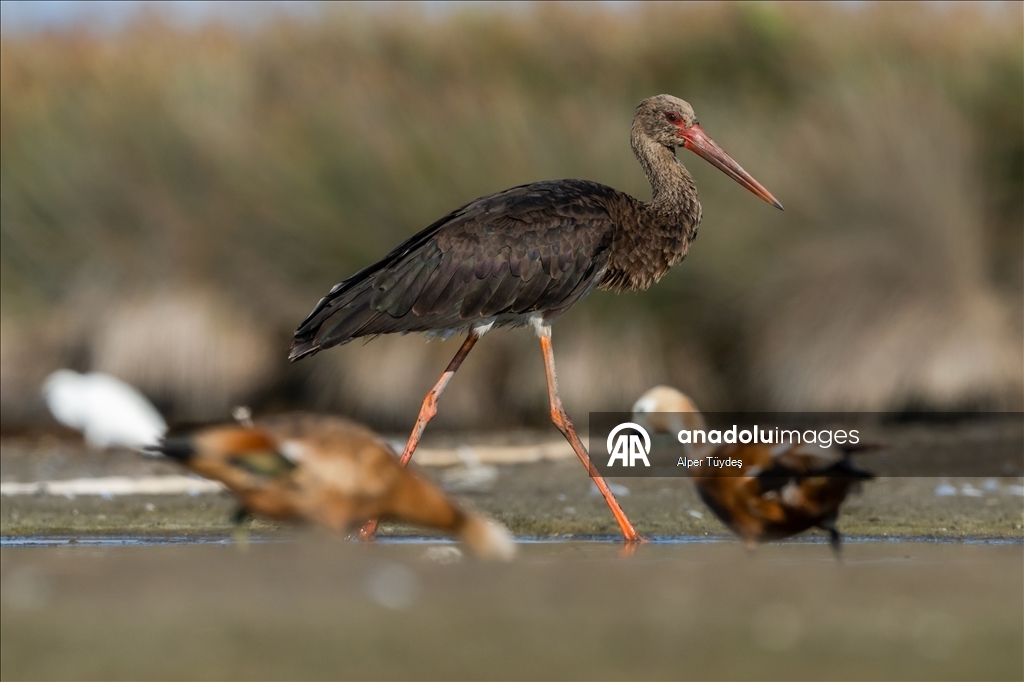 Перелетные птицы остановились в дельте Коджачай