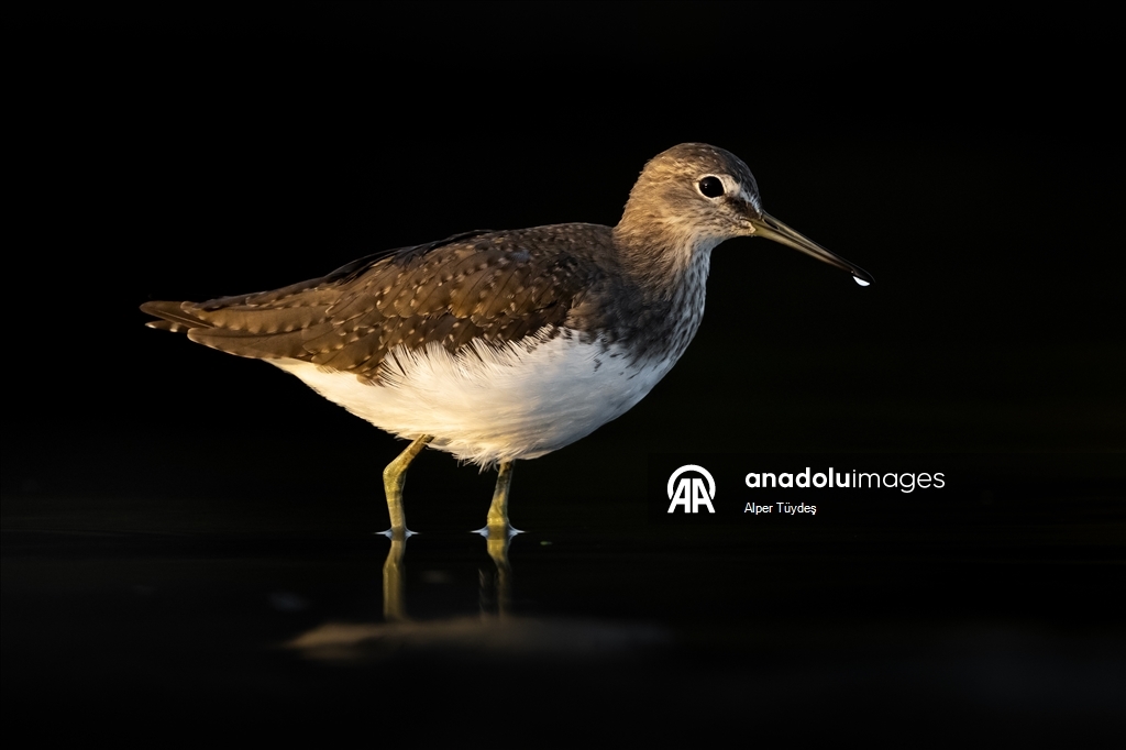 Перелетные птицы остановились в дельте Коджачай