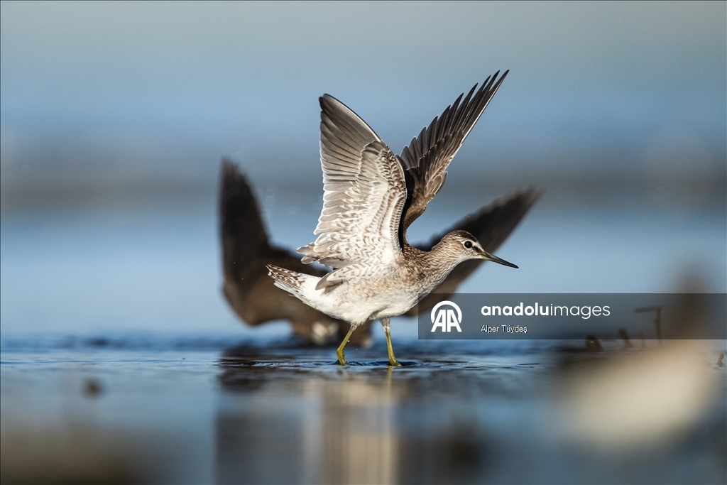 Перелетные птицы остановились в дельте Коджачай