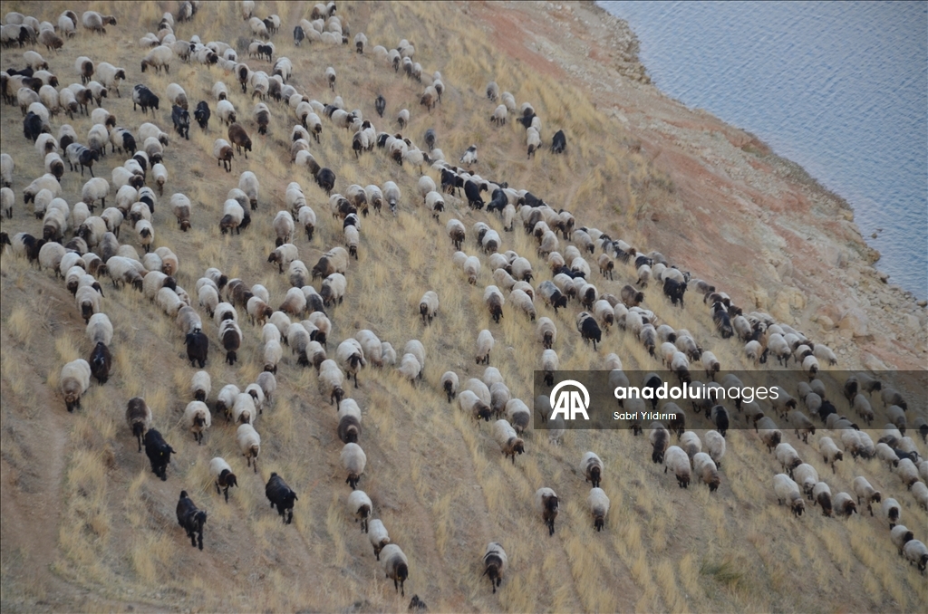 Dagêra koçeran a ji zozanan dewam dike