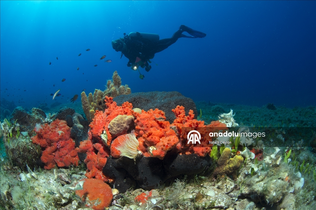 Голубые глубины Чешме привлекают дайверов