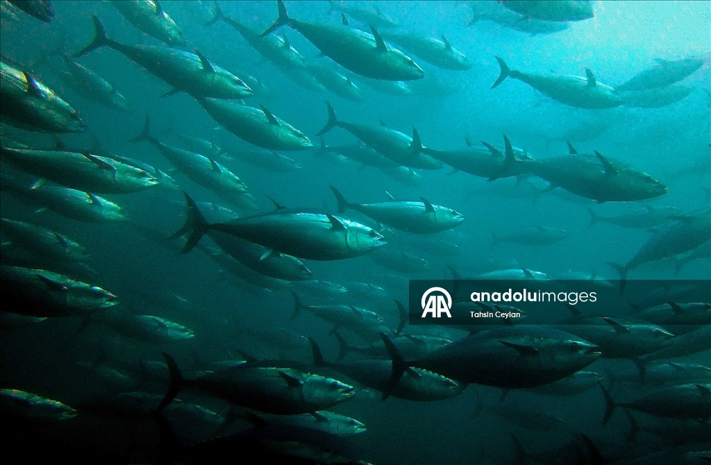 Голубые глубины Чешме привлекают дайверов