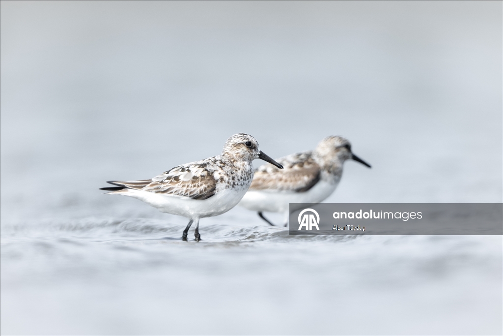 Перелетные птицы остановились в дельте Коджачай