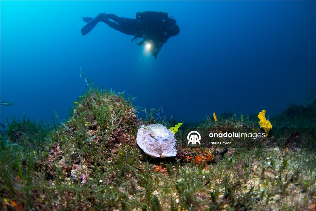 Голубые глубины Чешме привлекают дайверов