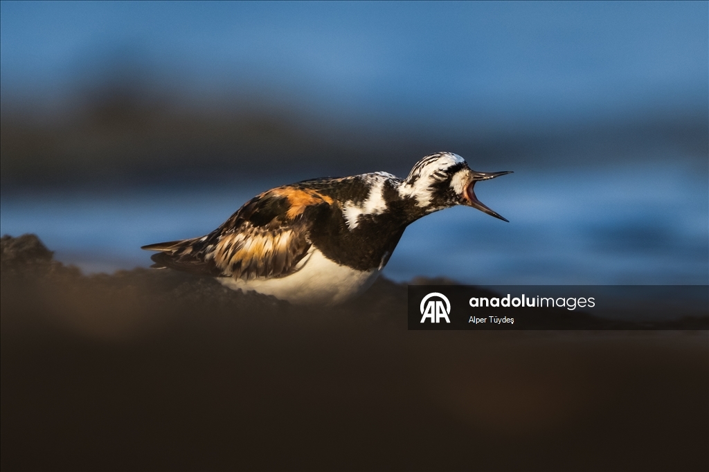 Перелетные птицы остановились в дельте Коджачай