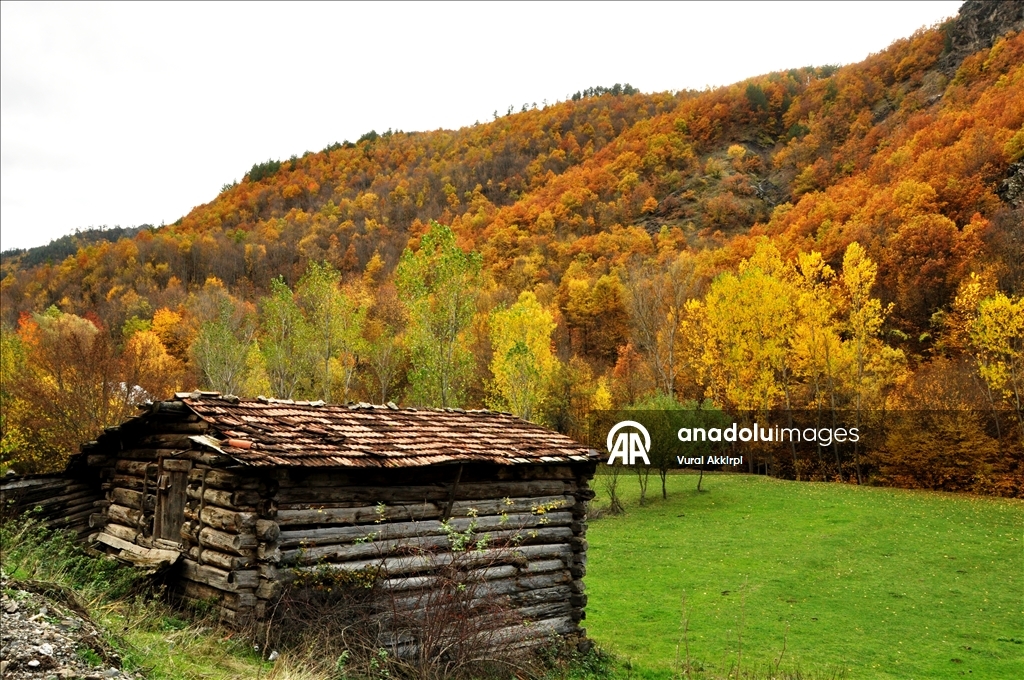 Осень в лесах Кастамону