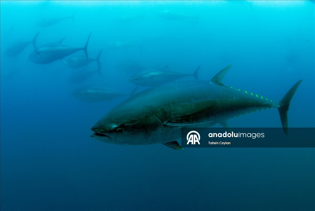 Голубые глубины Чешме привлекают дайверов