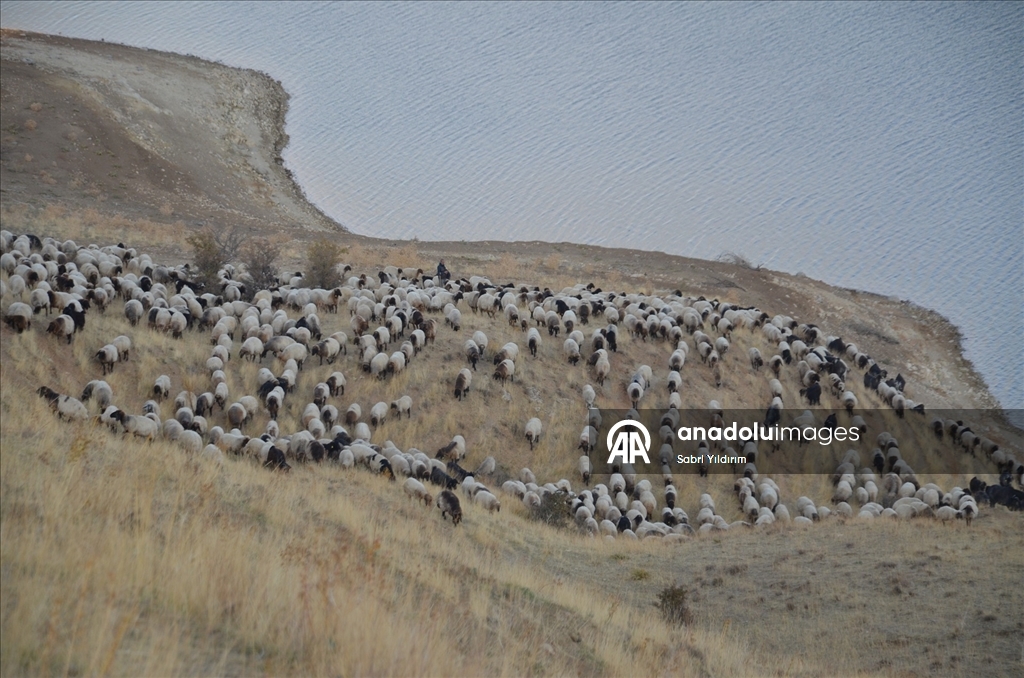 Göçerlerin yaylalardan dönüş yolculuğu sürüyor