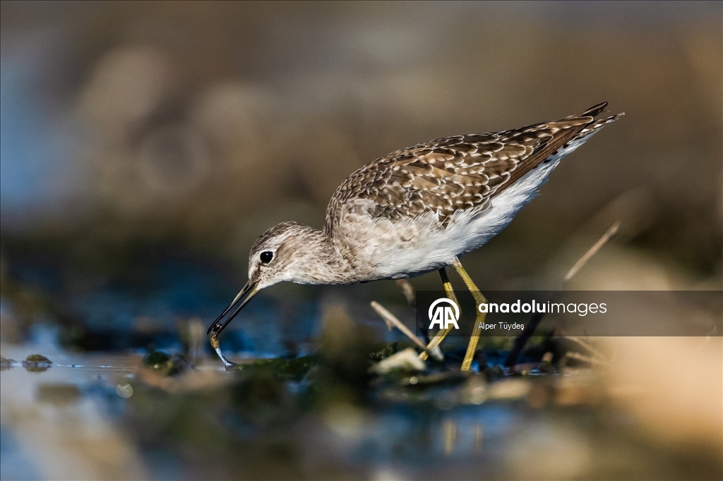 Перелетные птицы остановились в дельте Коджачай