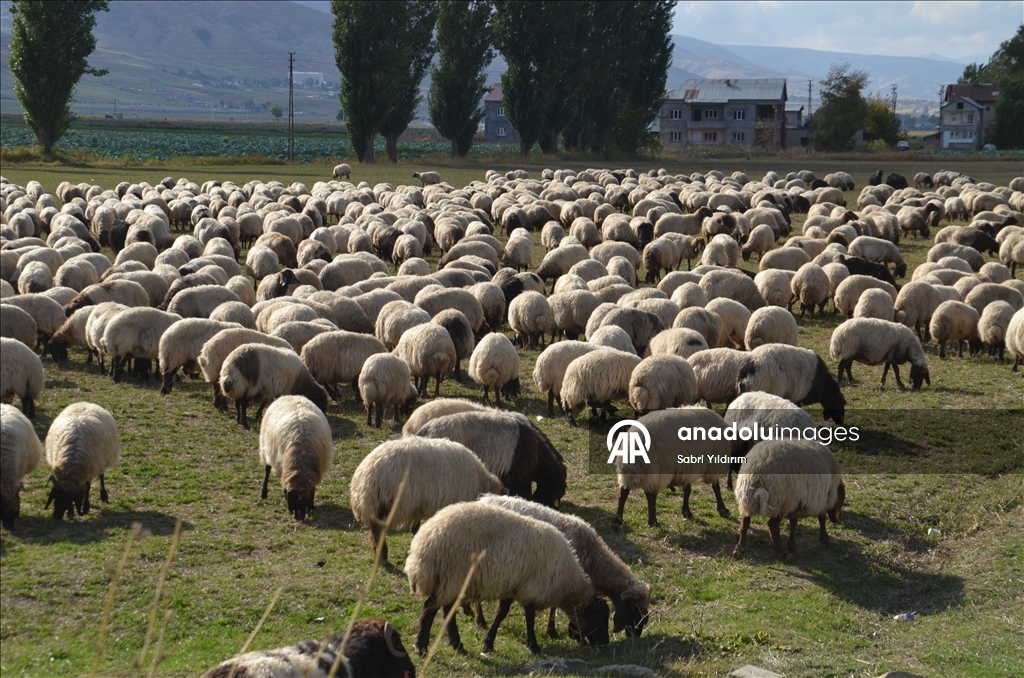 Dagêra koçeran a ji zozanan dewam dike