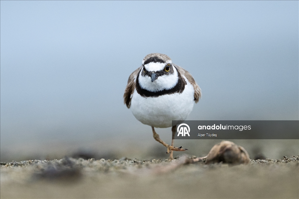 Перелетные птицы остановились в дельте Коджачай