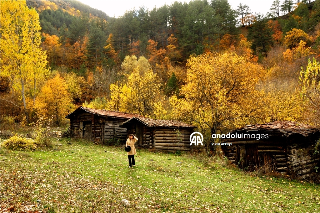 Осень в лесах Кастамону